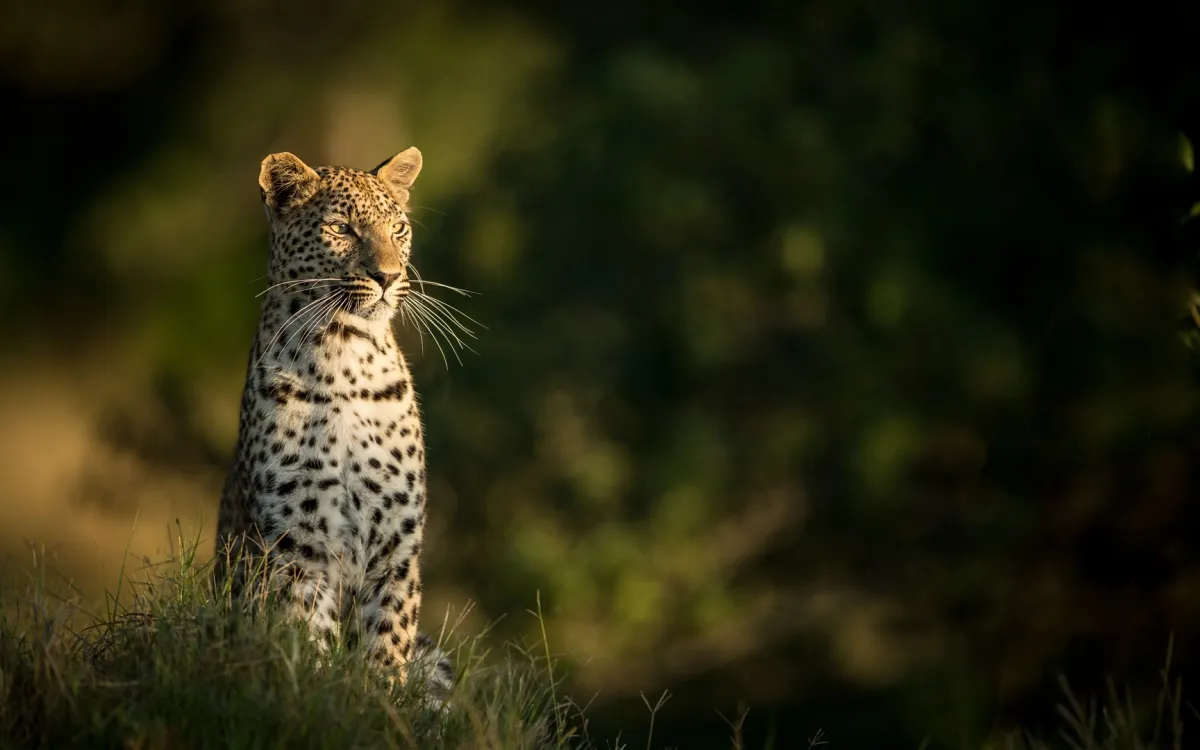 النمر العربي