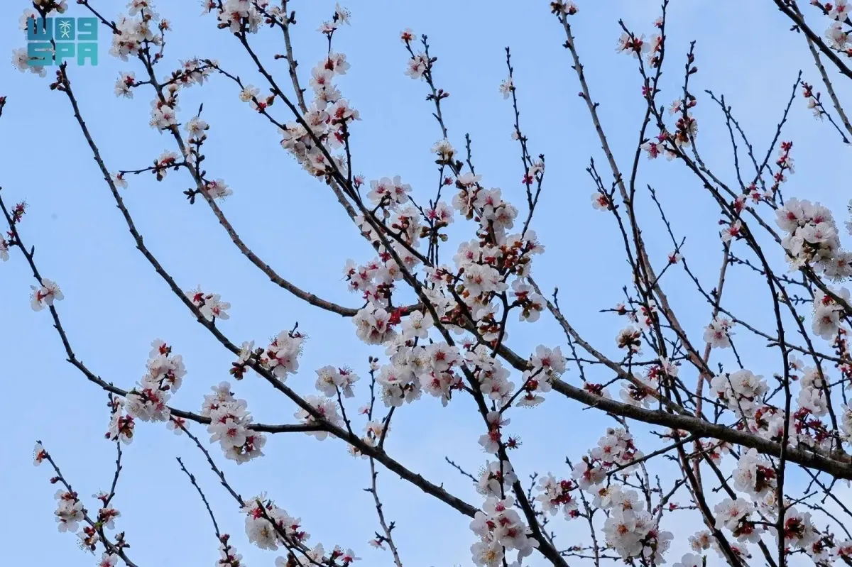 منطقة الباحة