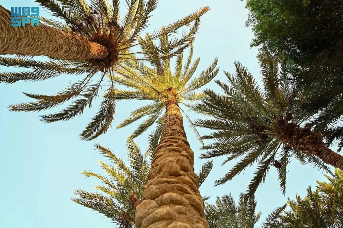 متنزه النخيل بمحافظة حقل