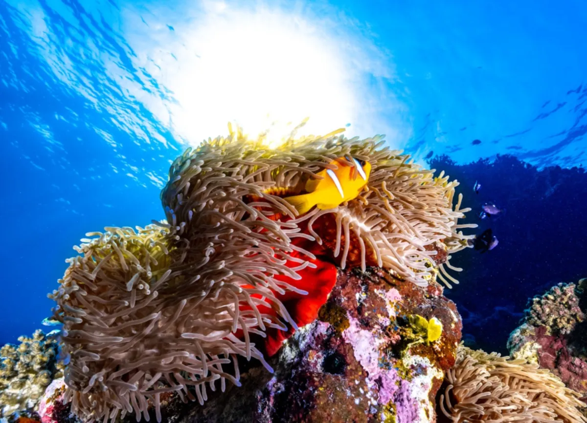 الشعب المرجانية