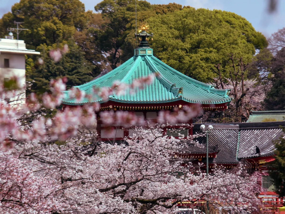 العاصمة اليابانية طوكيو في موسم تفتح الكرز