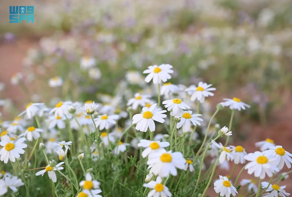 زهرة الأقحوان في صحاري العلا
