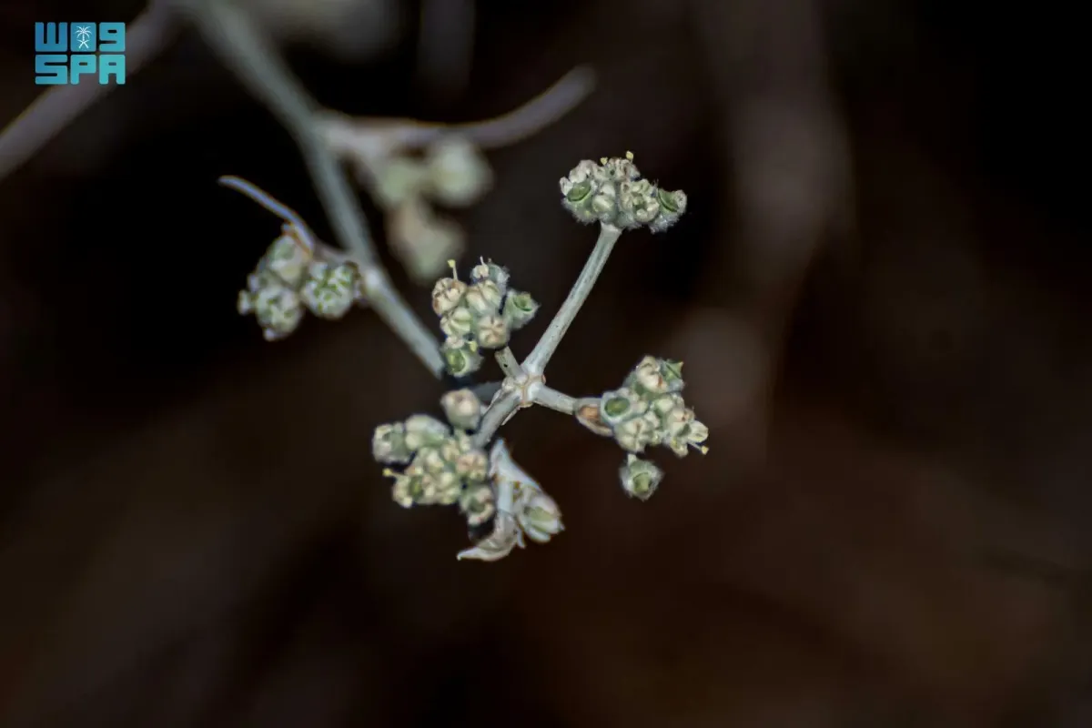  نبات القرضي