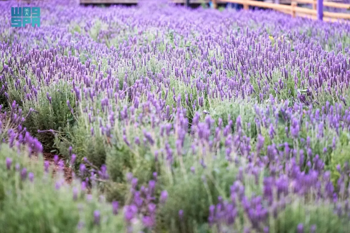 مزارع اللافندر