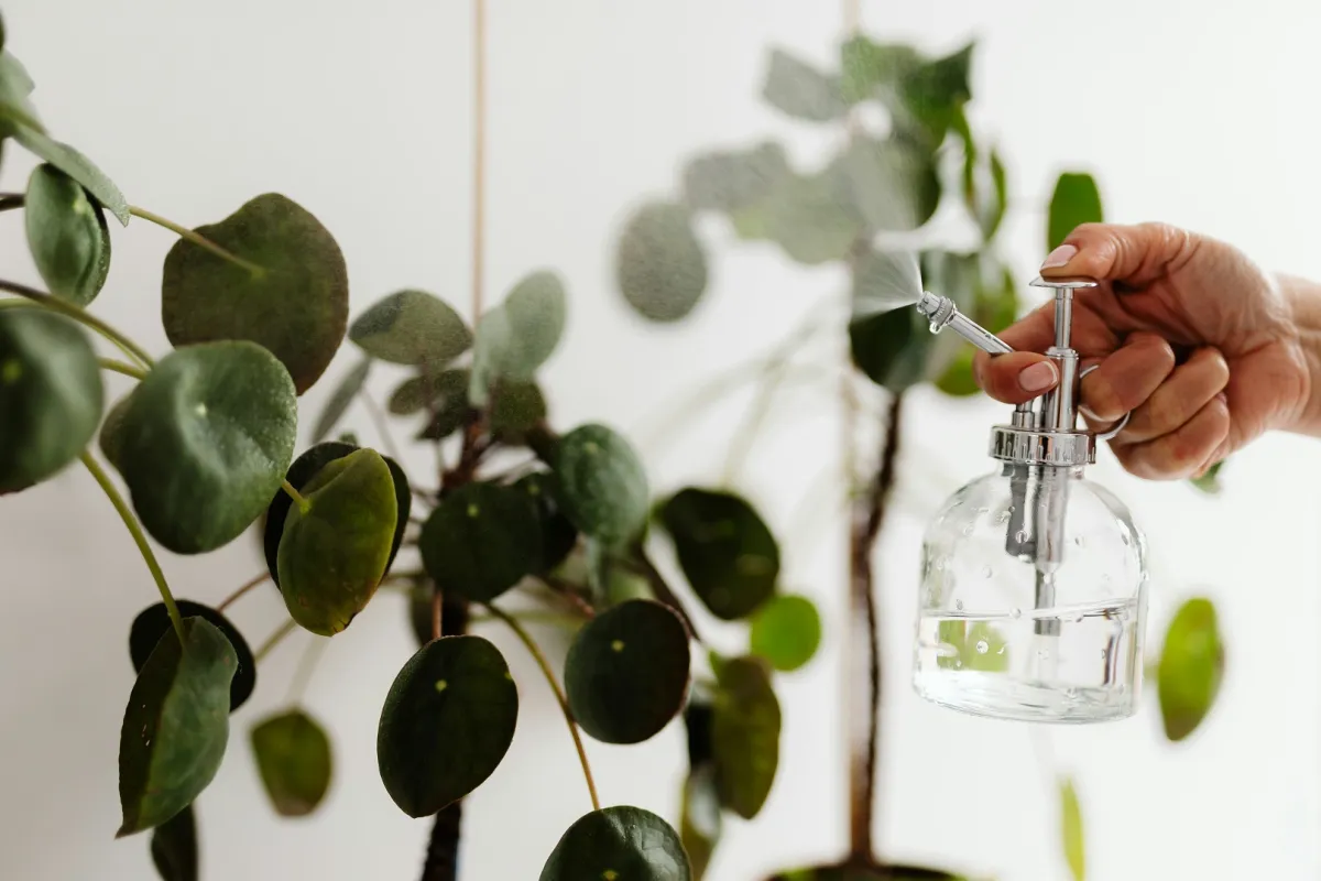 عناية منزلية بالنباتات