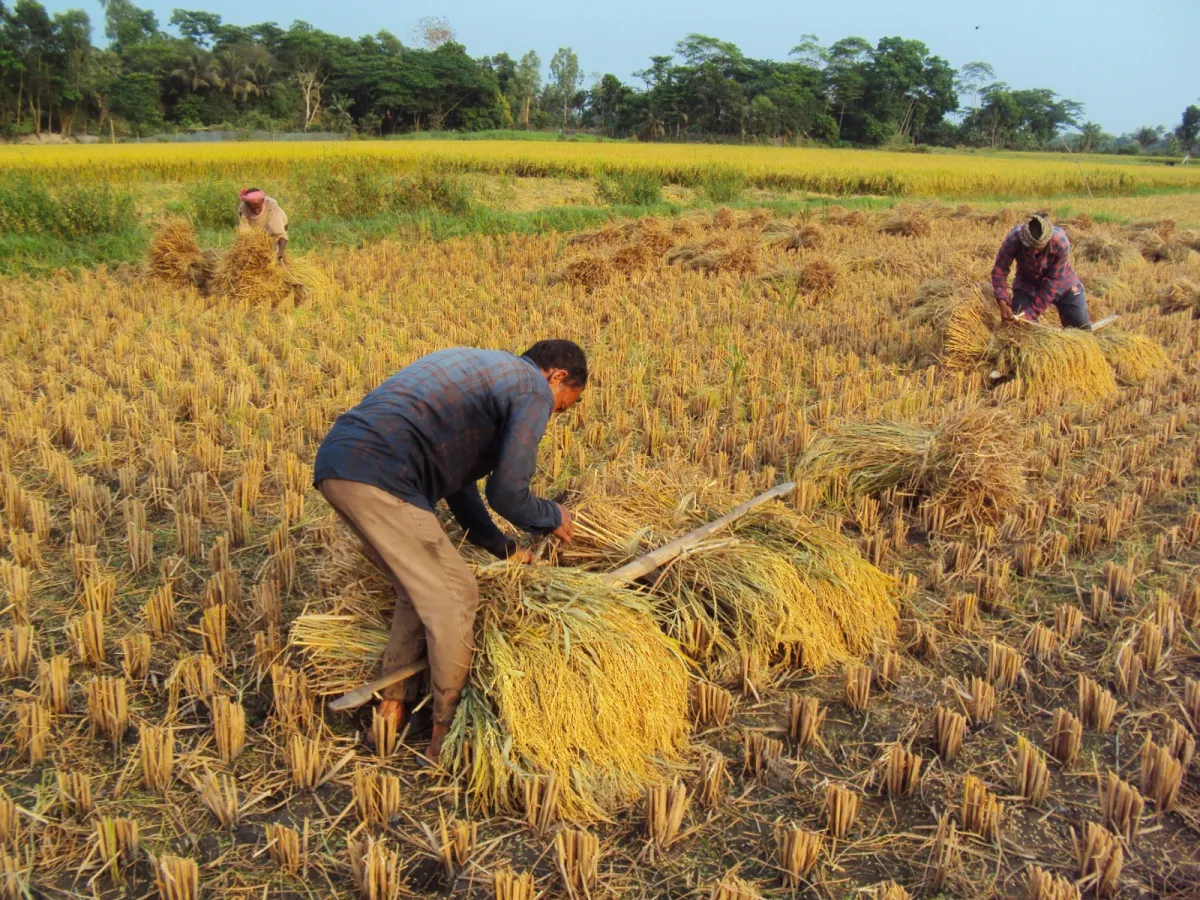 تفسير رؤيا الحصاد في المنام