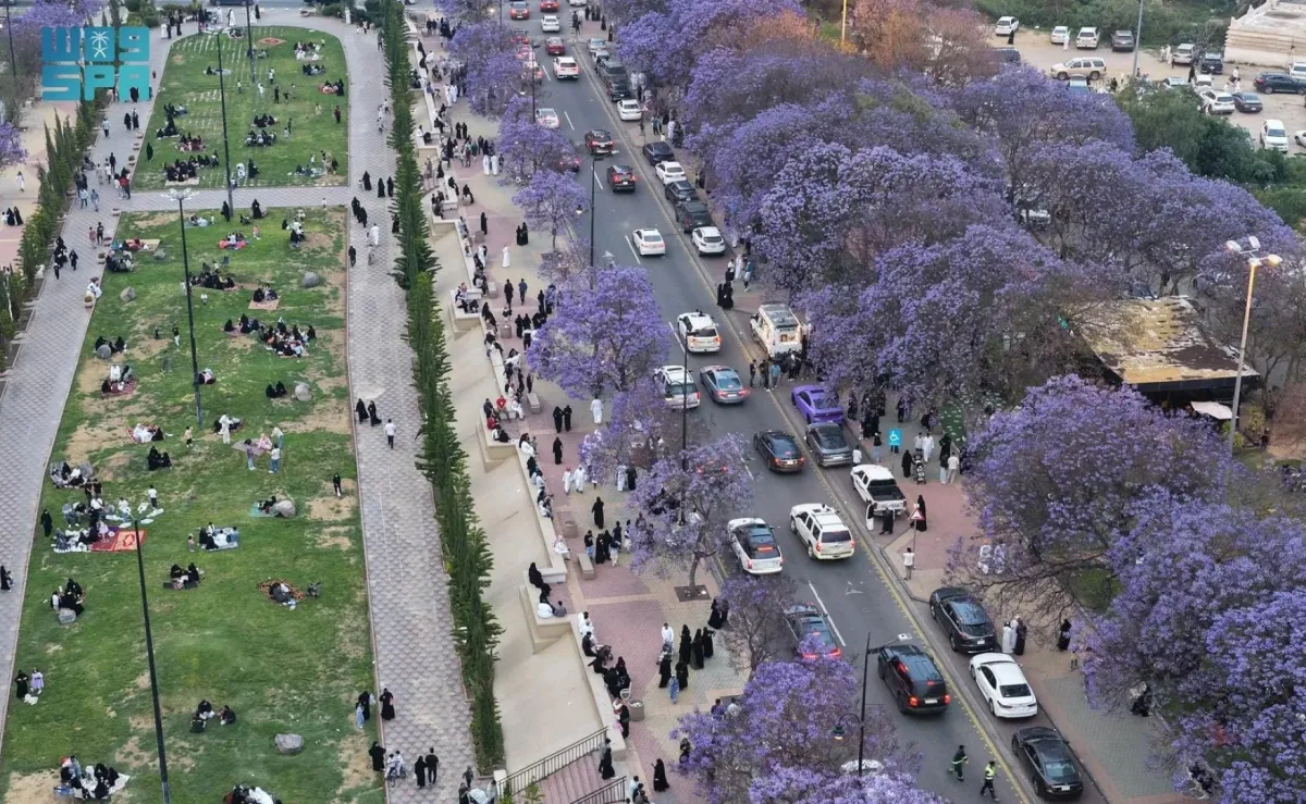 أشجار الجاكرندا