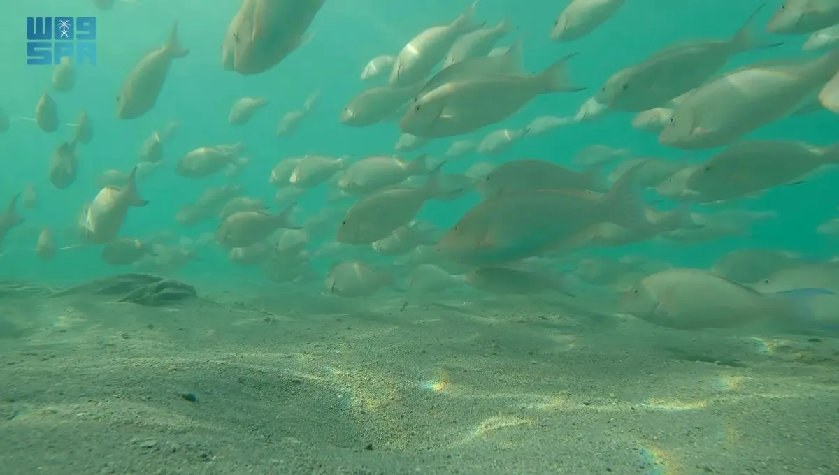 سمك الحريد (الصورة من واس)