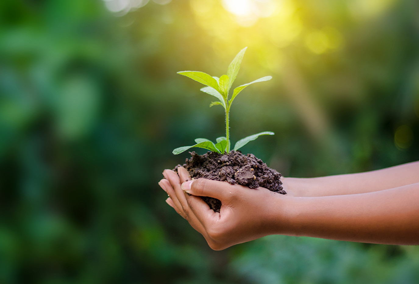 اليوم العالمي للتربة هذا العام: «أوقفوا انجراف التربة، أنقذوا مستقبلنا» | مجلة سيدتي