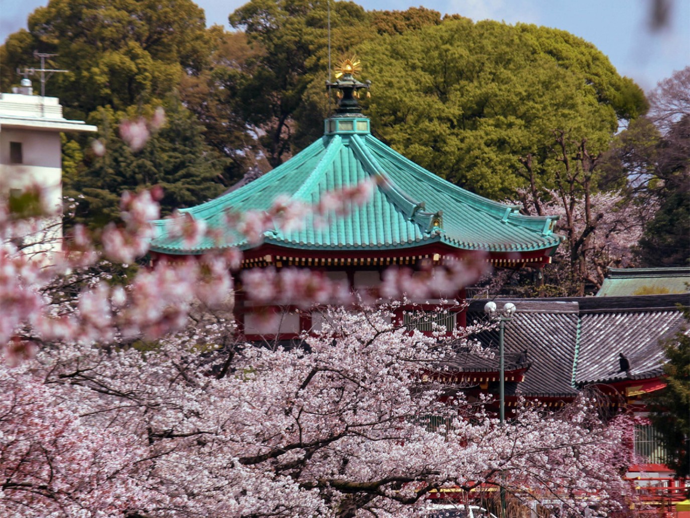 عاجل: رحلة إلى طوكيو الملونة بالزهري بموسم الساكورا في إبريل 2026 | يلاخبر