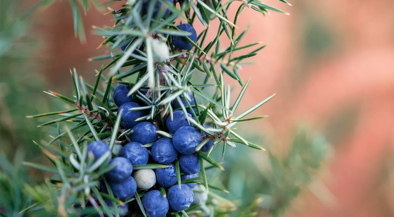 فوائد العرعار مهمة لصحة الجسم Image by ededchechine on Freepik