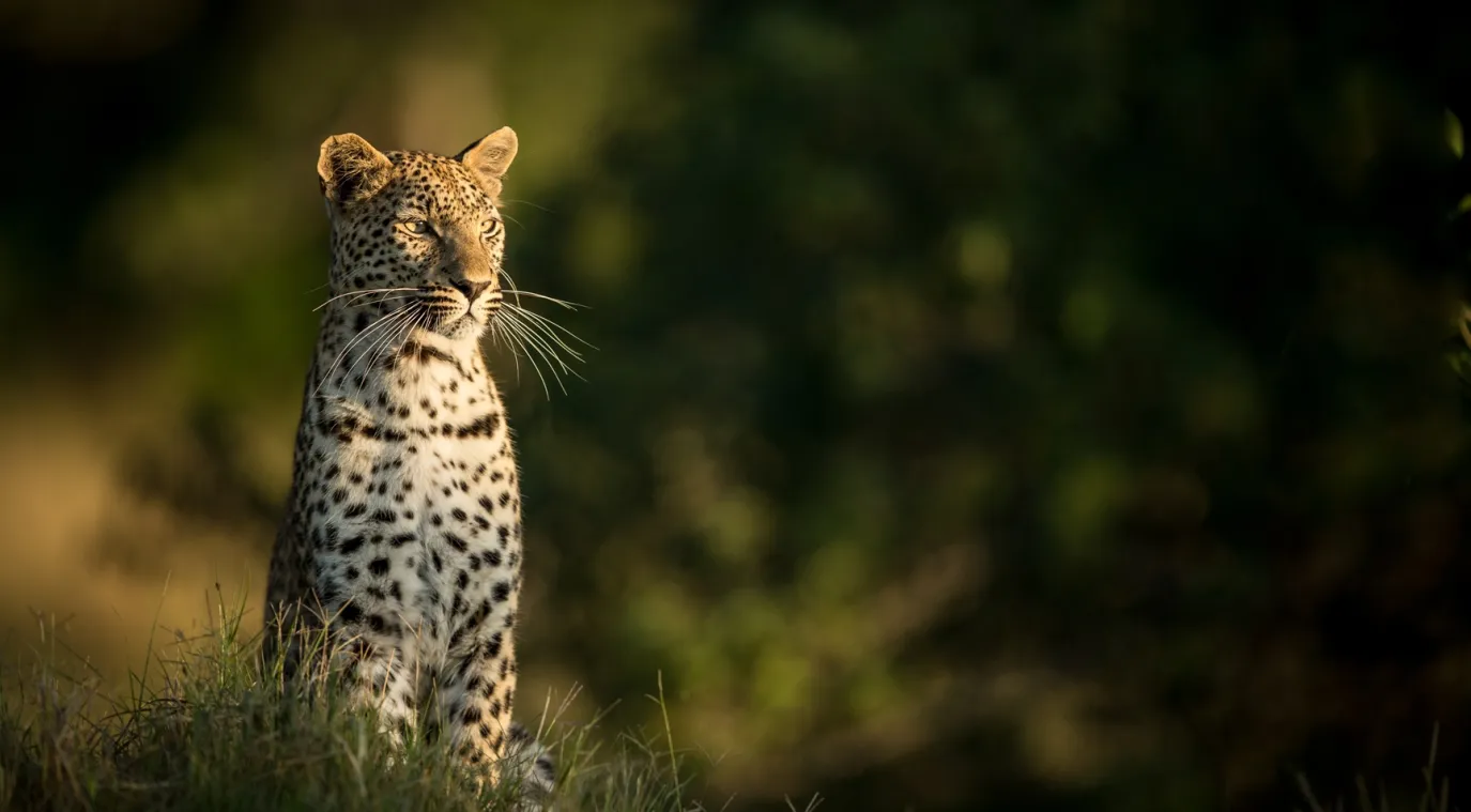 النمر العربي