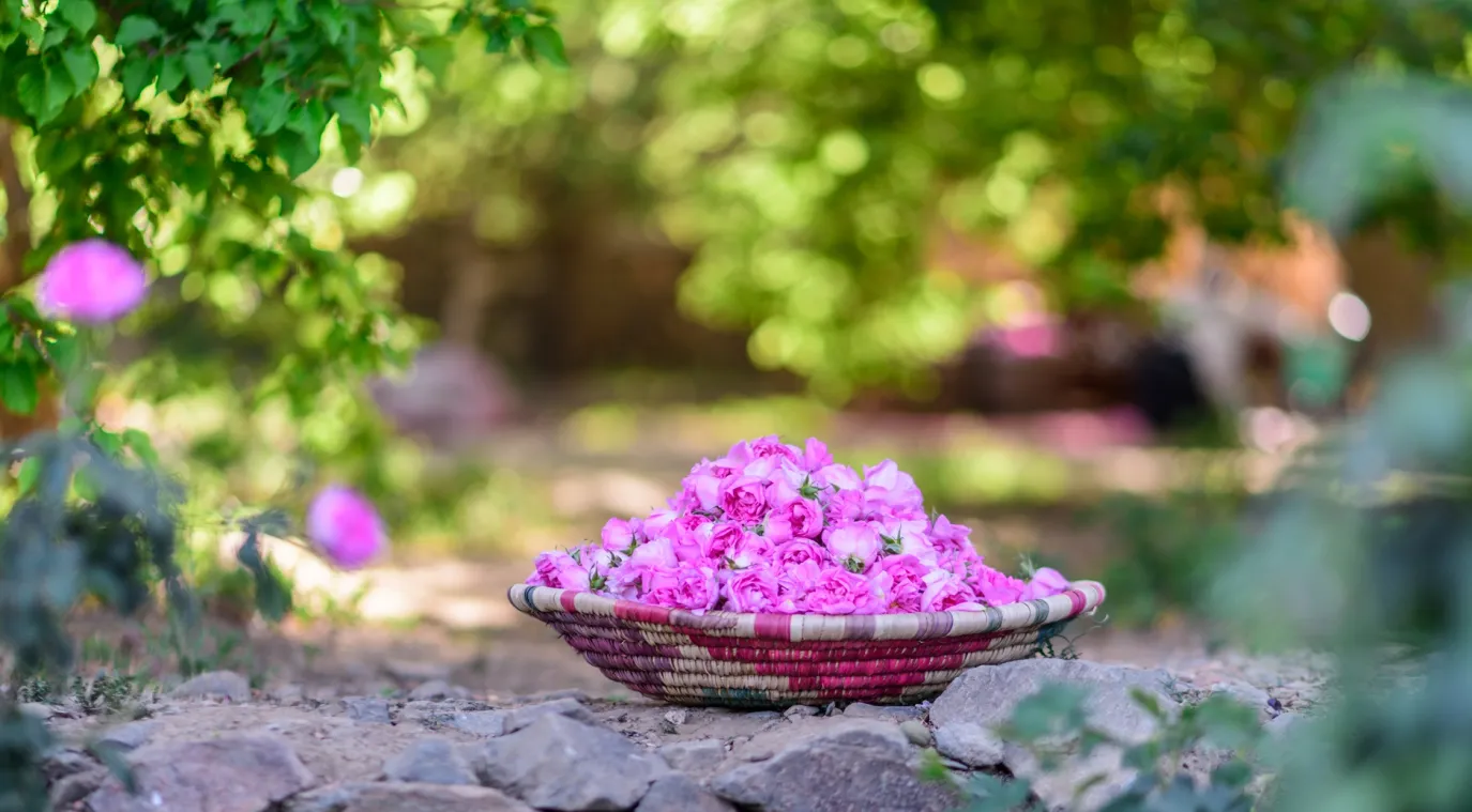 الورد الطائفي إرث عطري وثقافي ارتبط بالطائف