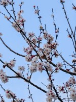 منطقة الباحة