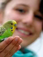 تفسير رؤيا إطعام العصافير في المنام 