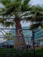 عيد الفطر في الرياض