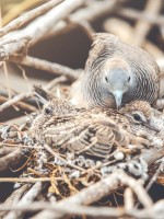 تفسير رؤيا عش الطائر في المنام