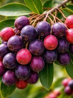 أبرز فوائد الكَبَاث الصحي لجسمكِ