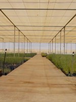 مشتل النباتات وبنك البذور