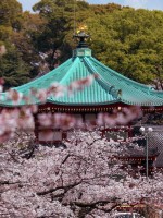 العاصمة اليابانية طوكيو في موسم تفتح الكرز