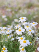 زهرة الأقحوان في صحاري العلا