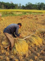 تفسير رؤيا الحصاد في المنام