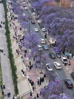 أشجار الجاكرندا