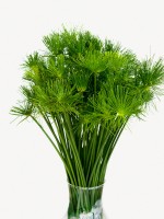 تفسير رؤيا الأعشاب