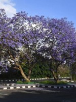  أشجار الجاكرندا
