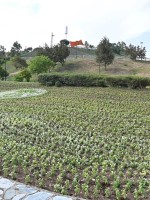 الباحة