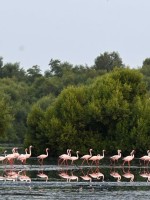 جازان
