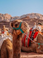 مجموعة من الإبل تجلس في ضوء الشمس 