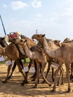 الهجن السعودية
