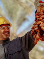 أحد العاملين يمسك بيده سباطة تمر 