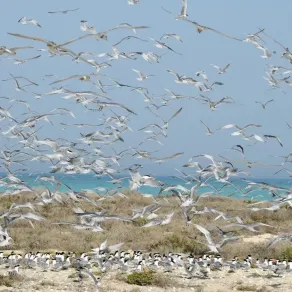 طيور بحرية