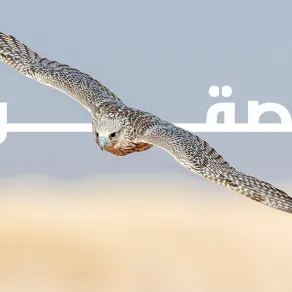 مزاد