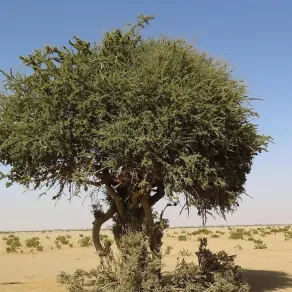 شجرة السرح 