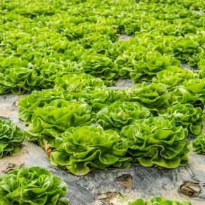 حلم الزرع في المنام -الصورة تعبيرية تفسير حلم الزرع في المنام