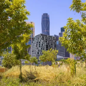 أشجار وأبراج في العاصمة الرياض