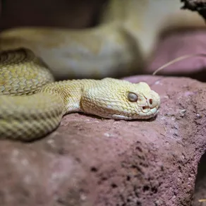 تفسير حلم الثعبان الأبيض 