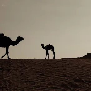 الإبل.. موروث ثقافي أصيل في السعودية - الصورة من منصة الصور السعودية الإبل.. موروث ثقافي أصيل في السعودية - الصورة من منصة الصور السعودية