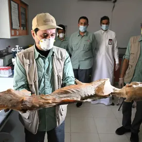 اكتشاف 7 فهود محنطة داخل كهوف في السعودية - الصورة من وكالة الأنباء السعودية "واس"