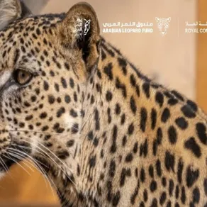  الهيئة الملكية لمحافظة العُلا