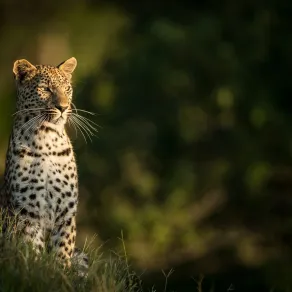 النمر العربي