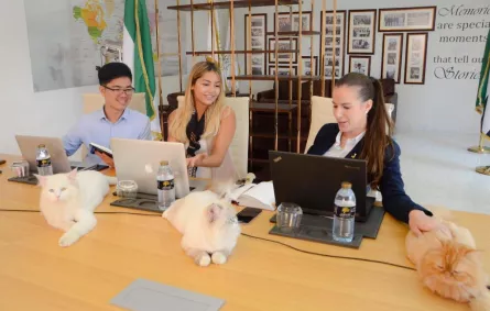 فنادق ومنتجعات «جنة» تضم 8 قطط إلى فريق عملها في أبوظبي