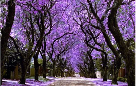 مدينة تشهد أغرب سبب للأزمات المرورية في العالم