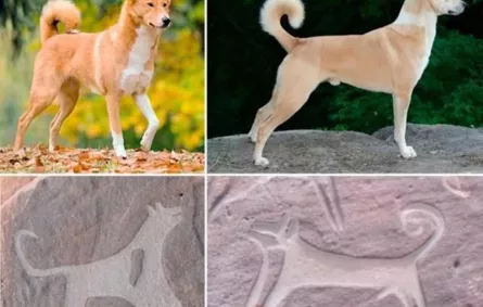 بالصور: اكتشاف أثري في صحراء حائل تُوثق علاقة البشر والكلاب