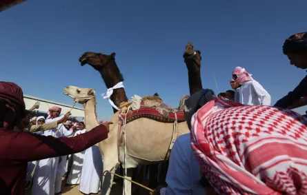 فعاليات مهرجان الظفرة في دورته الـ11