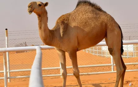 تجاوز عدد الإبل المشاركة في "مهرجان الملك عبدالعزيز" 26897