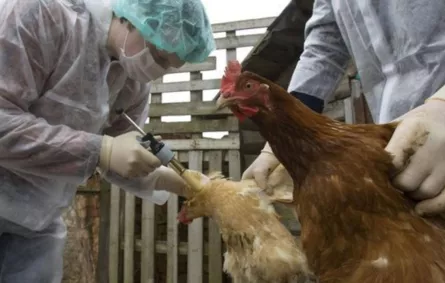 7 إصابات جديدة بأنفلونزا الطيور في عدد من مناطق المملكة